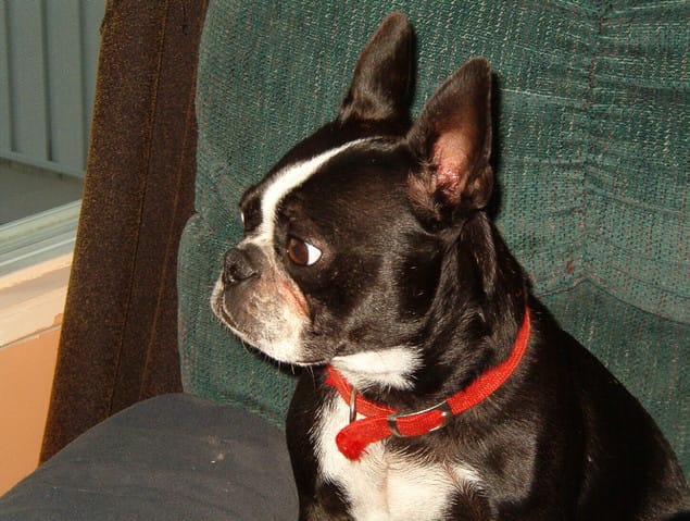Propreté avec mon Boston Terrier.