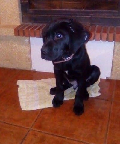 Don de chiot