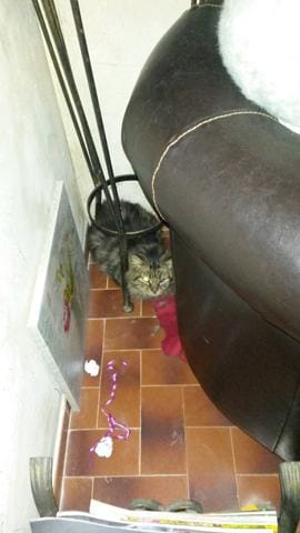 adoption d'une chatte difficile
