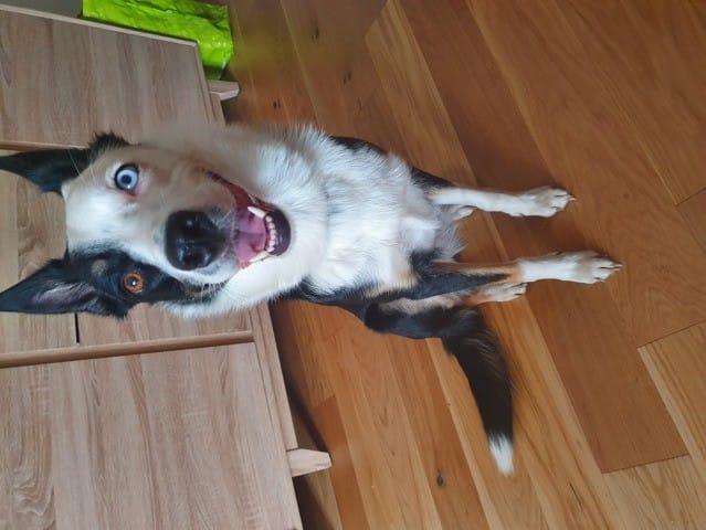 NAÏA, est elle Border Collie ?