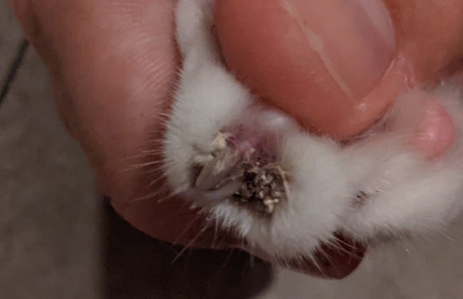 Girffes du chatons présente une anomalie