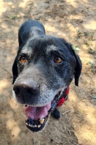 Pourquoi mon chien s'est soudain mis à aboyer ?