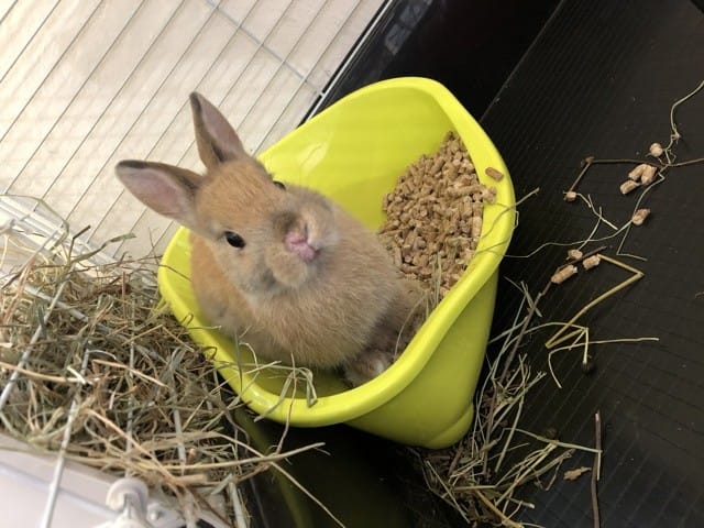 Blessure au museau et deuxième lapin