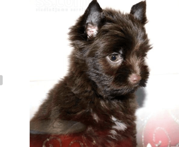 Choix d'un chien (Yorskshire terrier)