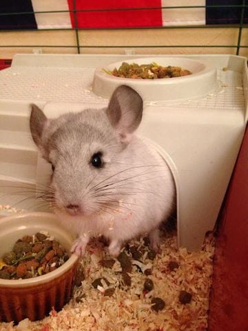Apprivoiser mon chinchilla , help 