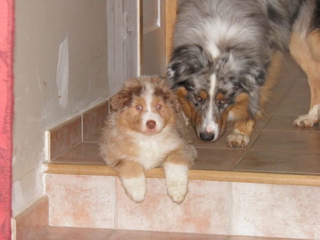 Entente entre chiens à la maison