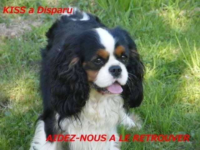 PERDU "KISS" Cavalier King Charles