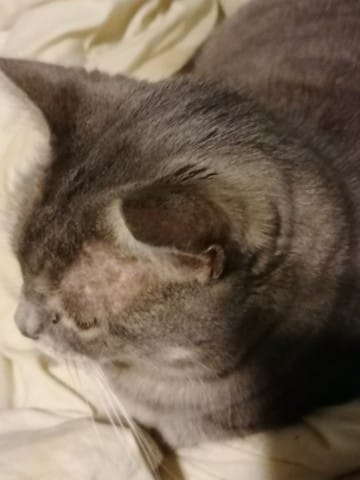 Petites boules juste devant les oreilles