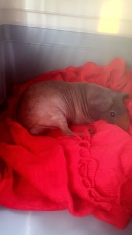 La sexualité de Mes cochons d'Inde