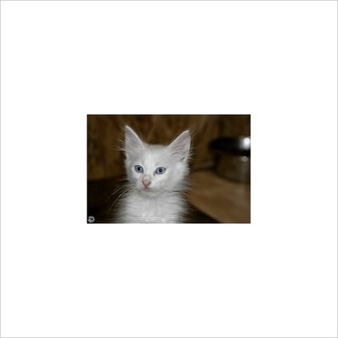 les chats blancs