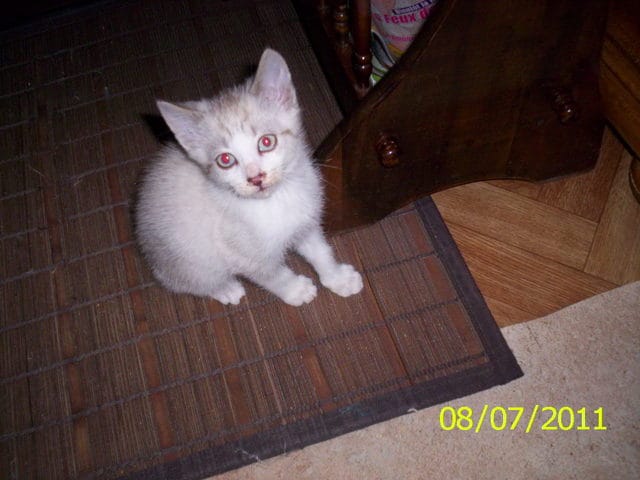 Chaton trouvé