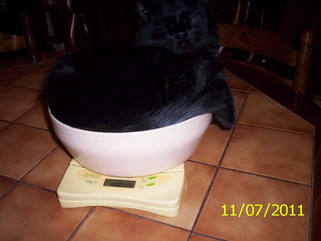 Peser un chat !