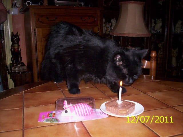 Anniversaire de mon chat