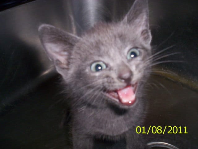 Je viens de sauver ce chaton...