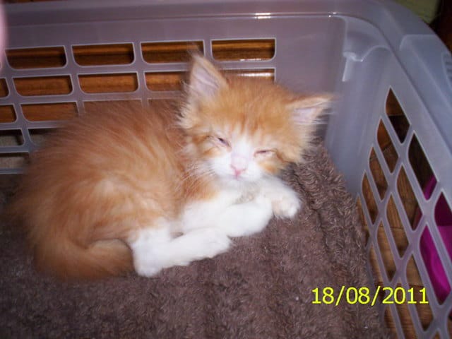 Bambi après deux jours de caisson à air