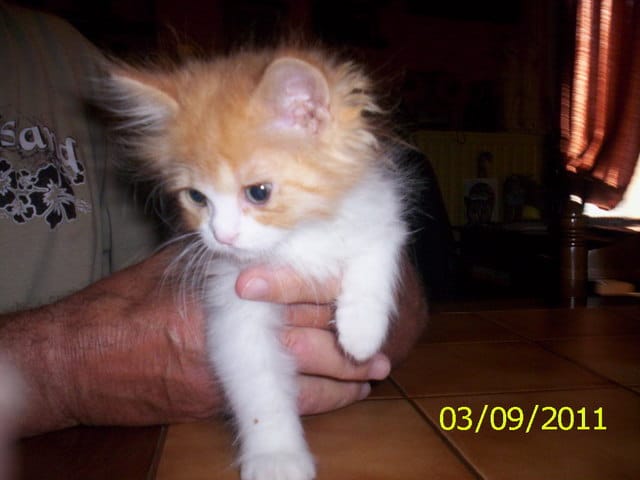 bambi ce matin a 8 h 30 a eut sa derniere visite