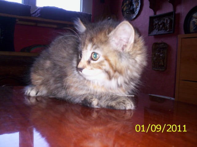 voici solene petite chatte tres peureuse