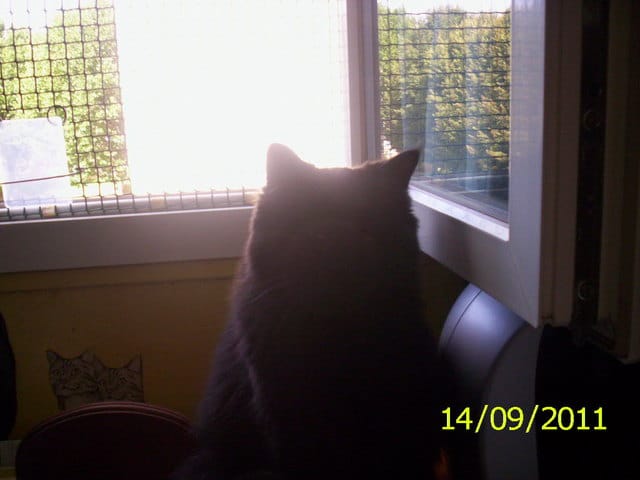 preuve que les fenetres doivent etre securisees