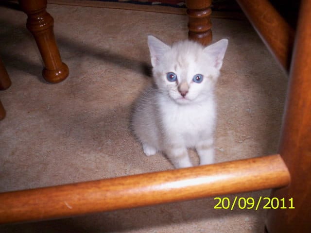 je deviens famille d'acueil pour les chats