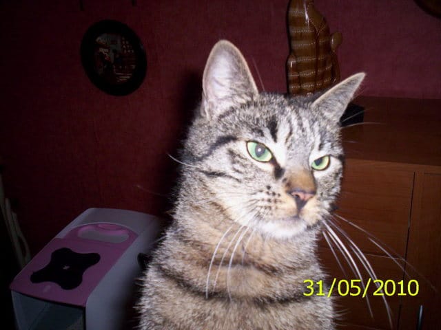 noah est un chat tres gentil