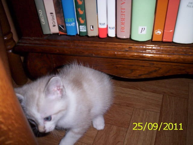 le jeu du chat