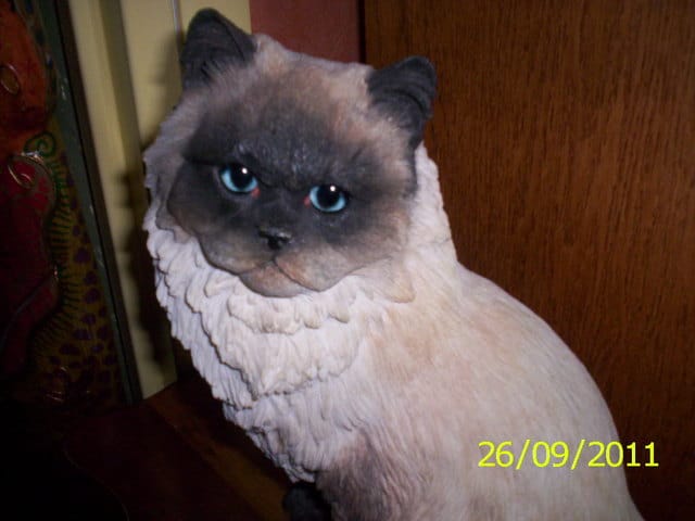 les chats bien representés