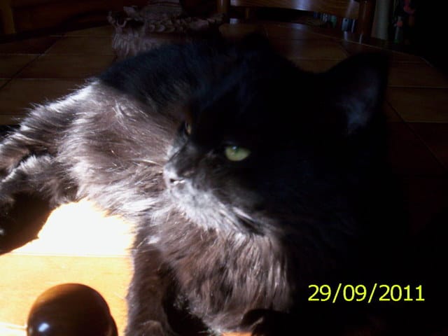 mes chats a la demande de marjo38