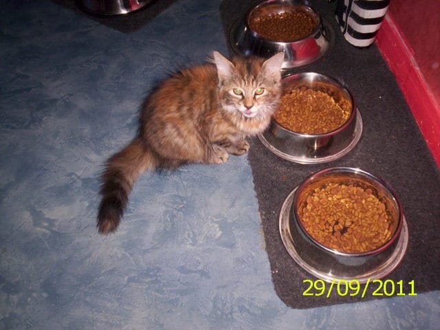 solene et nolane ont bon appetit