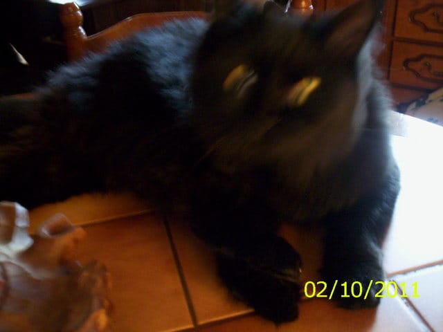 mes chatons s'amusent et loukas les suveille sans se fatiguer