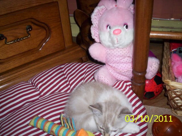 meme quand ils s'entendent bien les chats peuvent etre jaloux