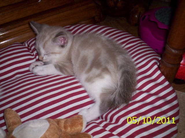 mes chats le matin apres un bon repas et du fromage blanc