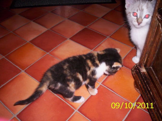 poids des chatons