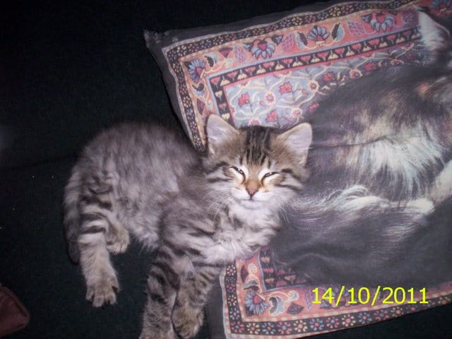 voici ma petite stessy