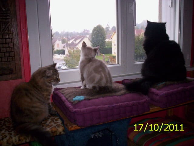 les chats adorent voir le jour se leve