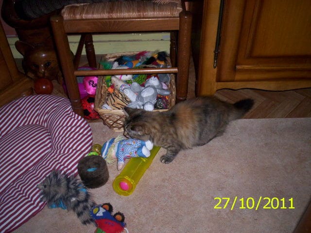les chats et le jeux