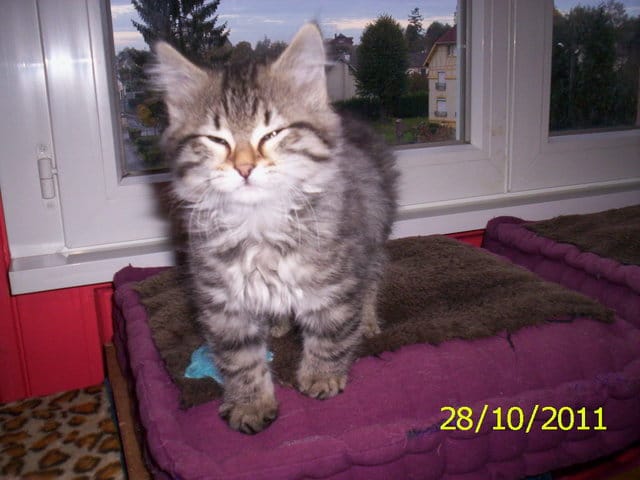 ce que l on peut attendre d un chat