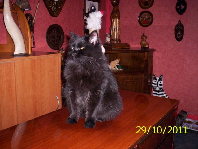 l education du chat