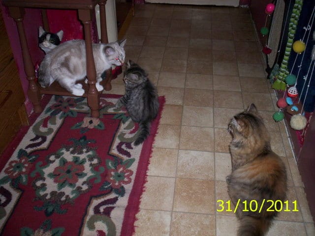 les chats et le nettoyage des oreilles