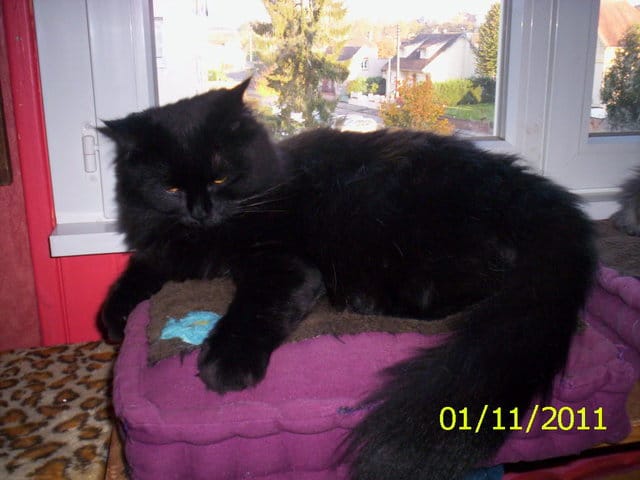 les chats et leur coin preferes
