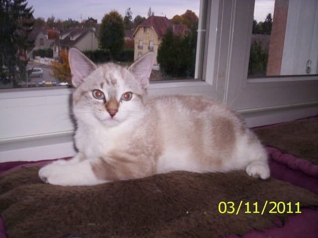 les dents de nos chats