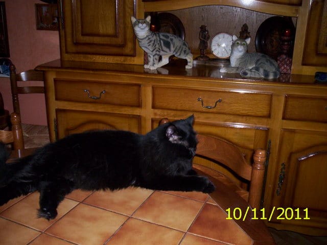 les chats et la course