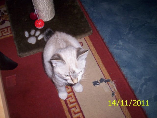 l'appareil digestif de nos chats