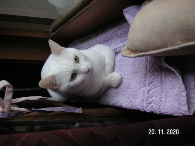 laisser mon chat seul