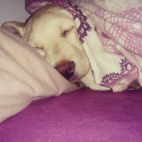 Problème pour inscrire mon chien sur Match d'animaux