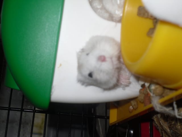 mon hamster trie sa nourriture