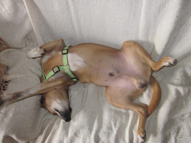 Notre chien aboie beaucoup