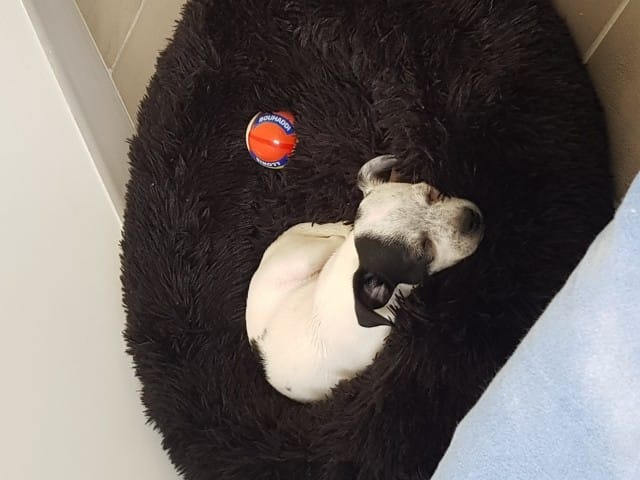 Chihuahua croisé