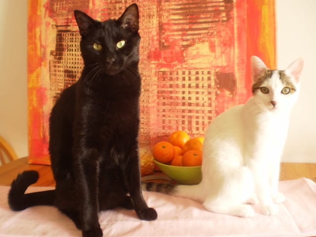 Pourquoi chat de gouttière ??