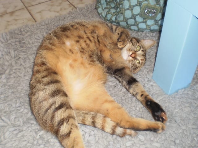 Les chats peuvent ils avoir des pellicules ?!