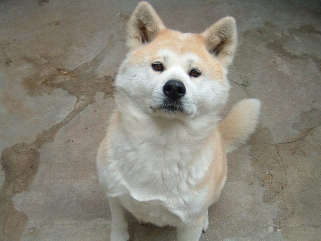 Shiba inu vous connaissez ?